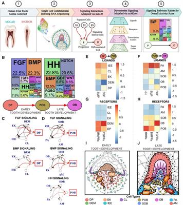 Frontiers | Single cell RNA sequencing reveals human tooth type